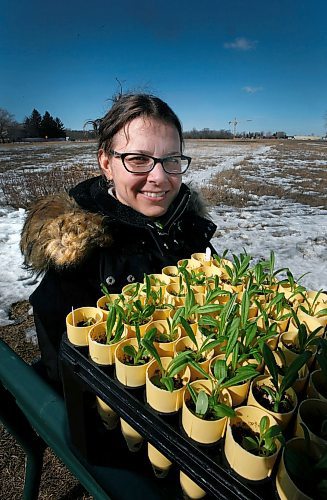 PHIL HOSSACK / WINNIPEG FREE PRESS - Living Prairie Museumdirector Sarah Semmler poses with plugs of native plants called Flodman's Thistle. See Carol Sander's story. - April 4, 2018