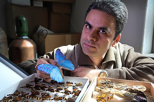 RUTH BONNEVILLE / WINNIPEG FREE PRESS

Dr Roohollah Abbasi who was a former University of Manitoba PHD student in Dr. Marcus's class  (Associate Professor, Dept of Biological Sciences, U of M), discovered how butterflies organize their colour patterns while studying at the U of M.
Dr Roohollah Abbasi holds a preserved  Morpho butterfly at the lab at U of M/.  
See Martin Zelig story.   

April 16,  2018
