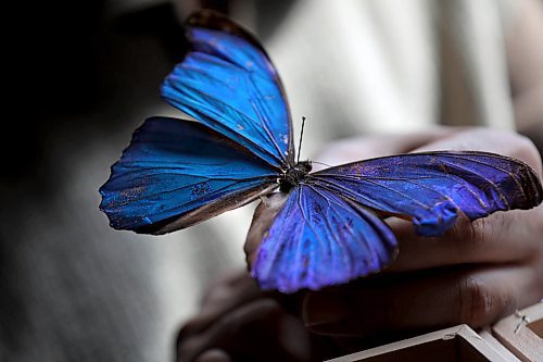 RUTH BONNEVILLE / WINNIPEG FREE PRESS

Dr Roohollah Abbasi who was a former University of Manitoba PHD student in Dr. Marcus's class  (Associate Professor, Dept of Biological Sciences, U of M), discovered how butterflies organize their colour patterns while studying at the U of M.
Secondary shot for story of Dr Roohollah Abbasi holding a preserved  Morpho butterfly at the lab at U of M/.  
See Martin Zelig story.   

April 16,  2018
