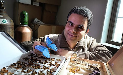 RUTH BONNEVILLE / WINNIPEG FREE PRESS

Dr Roohollah Abbasi who was a former University of Manitoba PHD student in Dr. Marcus's class  (Associate Professor, Dept of Biological Sciences, U of M), discovered how butterflies organize their colour patterns while studying at the U of M.
Dr Roohollah Abbasi holds a preserved  Morpho butterfly at the lab at U of M/.  
See Martin Zelig story.   

April 16,  2018
