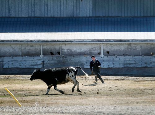 PHIL HOSSACK/Winnipeg Free Press - A community member moves  an escaped cow back to a pen at James Valley Hutterite Colony Tuesday  One of the original Hutterite settlements in Manitoba the James Valley community celebrates it's 100th Anniversary this year.  -  April 24, 2018