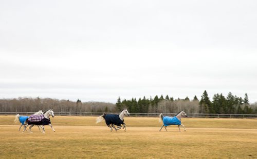 MIKAELA MACKENZIE / WINNIPEG FREE PRESS
The stars of Cavalia Odysseo enjoy a "vacation" at an equestrian facility near Oakbank, MB on Friday, April 27, 2018.
Mikaela MacKenzie / Winnipeg Free Press 2018.