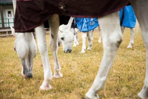 MIKAELA MACKENZIE / WINNIPEG FREE PRESS
The stars of Cavalia Odysseo enjoy a "vacation" at an equestrian facility near Oakbank, MB on Friday, April 27, 2018.
Mikaela MacKenzie / Winnipeg Free Press 2018.