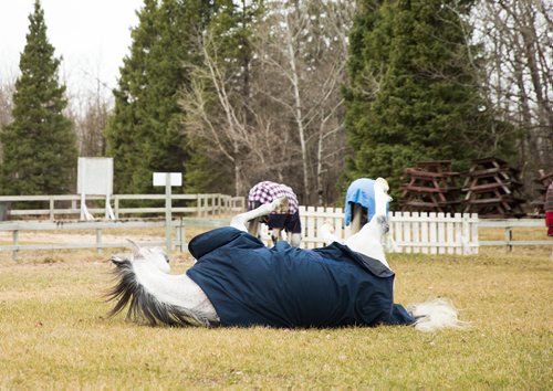 MIKAELA MACKENZIE / WINNIPEG FREE PRESS
The stars of Cavalia Odysseo enjoy a "vacation" at an equestrian facility near Oakbank, MB on Friday, April 27, 2018.
Mikaela MacKenzie / Winnipeg Free Press 2018.