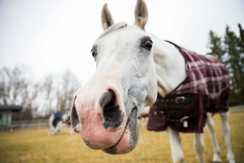 MIKAELA MACKENZIE / WINNIPEG FREE PRESS
The stars of Cavalia Odysseo enjoy a "vacation" at an equestrian facility near Oakbank, MB on Friday, April 27, 2018.
Mikaela MacKenzie / Winnipeg Free Press 2018.