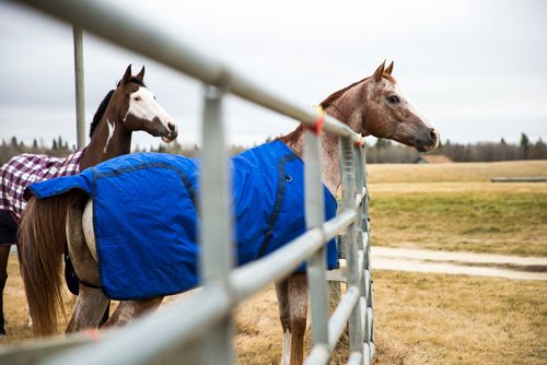 MIKAELA MACKENZIE / WINNIPEG FREE PRESS
The stars of Cavalia Odysseo enjoy a "vacation" at an equestrian facility near Oakbank, MB on Friday, April 27, 2018.
Mikaela MacKenzie / Winnipeg Free Press 2018.