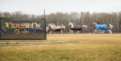 MIKAELA MACKENZIE / WINNIPEG FREE PRESS
The stars of Cavalia Odysseo enjoy a "vacation" at an equestrian facility near Oakbank, MB on Friday, April 27, 2018.
Mikaela MacKenzie / Winnipeg Free Press 2018.