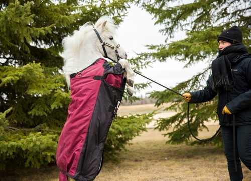 MIKAELA MACKENZIE / WINNIPEG FREE PRESS
The miniature horse rears up and its handler, Rachelle Dostie, calms it back down during a media tour while the Cavalia horses are on a "vacation" at an equestrian facility near Oakbank, MB on Friday, April 27, 2018.
Mikaela MacKenzie / Winnipeg Free Press 2018.