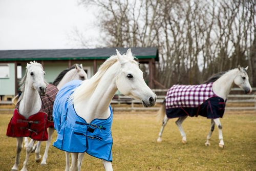 MIKAELA MACKENZIE / WINNIPEG FREE PRESS
The stars of Cavalia Odysseo enjoy a "vacation" at an equestrian facility near Oakbank, MB on Friday, April 27, 2018.
Mikaela MacKenzie / Winnipeg Free Press 2018.