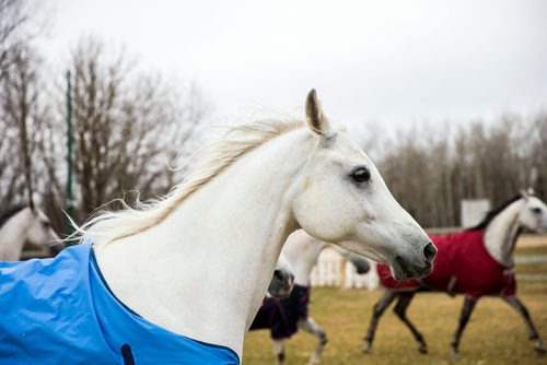 MIKAELA MACKENZIE / WINNIPEG FREE PRESS
The stars of Cavalia Odysseo enjoy a "vacation" at an equestrian facility near Oakbank, MB on Friday, April 27, 2018.
Mikaela MacKenzie / Winnipeg Free Press 2018.