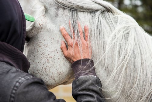 MIKAELA MACKENZIE / WINNIPEG FREE PRESS
Groom Moises Marin puts a bridle back on a horse after letting them run free while on "vacation" at an equestrian facility near Oakbank, MB on Friday, April 27, 2018.
Mikaela MacKenzie / Winnipeg Free Press 2018.