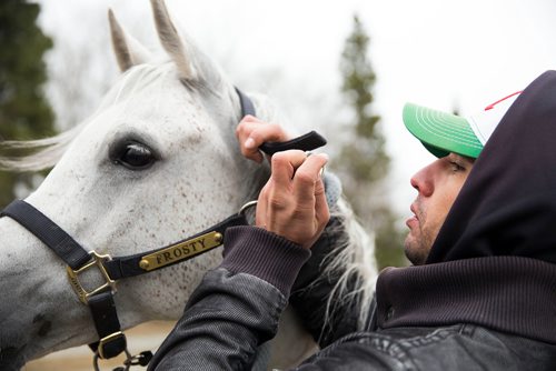 MIKAELA MACKENZIE / WINNIPEG FREE PRESS
Groom Moises Marin puts a bridle back on a horse after letting them run free while on "vacation" at an equestrian facility near Oakbank, MB on Friday, April 27, 2018.
Mikaela MacKenzie / Winnipeg Free Press 2018.