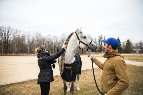 MIKAELA MACKENZIE / WINNIPEG FREE PRESS
Groom Alexandra Timoshenko (left) and rider Antoine Romanoff unbraid Gavilan's mane for a media tour while the horses take a "vacation" at an equestrian facility near Oakbank, MB on Friday, April 27, 2018.
Mikaela MacKenzie / Winnipeg Free Press 2018.