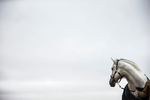 MIKAELA MACKENZIE / WINNIPEG FREE PRESS
Gavilan poses for a media tour while the horses take a "vacation" at an equestrian facility near Oakbank, MB on Friday, April 27, 2018.
Mikaela MacKenzie / Winnipeg Free Press 2018.