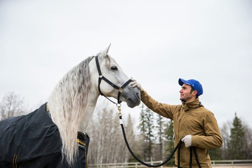 MIKAELA MACKENZIE / WINNIPEG FREE PRESS
Rider Antoine Romanoff and horse Gavilan pose for a media tour while the horses take a "vacation" at an equestrian facility near Oakbank, MB on Friday, April 27, 2018.
Mikaela MacKenzie / Winnipeg Free Press 2018.