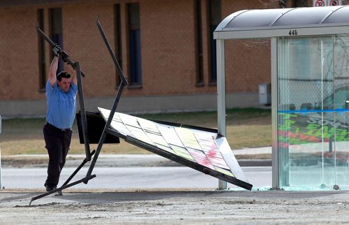 BORIS MINKEVICH / WINNIPEG FREE PRESS
A firefighter from a nearby fire hall #15 on Autumnwood Dr. tries to take down a sign that blew into a glass bush shelter. It smashed the glass. Firefighter did not want to give name.  STANDUP PHOTO. April 29, 2018