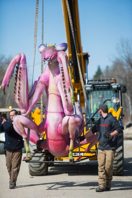 MIKAELA MACKENZIE / WINNIPEG FREE PRESS
Dennis King (left) and Robert Chubaty walk along with a gigantic animatronic bug that's being placed for the upcoming Xtreme Bugs! exhibit at the Assiniboine Park Zoo in Winnipeg on Wednesday, May 2, 2018. 
Mikaela MacKenzie / Winnipeg Free Press 2018.