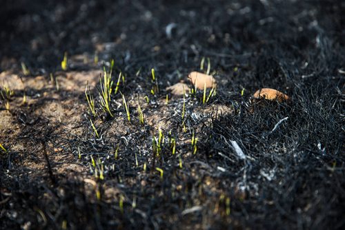 MIKAELA MACKENZIE / WINNIPEG FREE PRESS
Slightly singed new shoots poke up from the burnt grass by the CN tracks along Wilkes Avenue in Winnipeg on Tuesday, May 8, 2018. 
Mikaela MacKenzie / Winnipeg Free Press 2018.