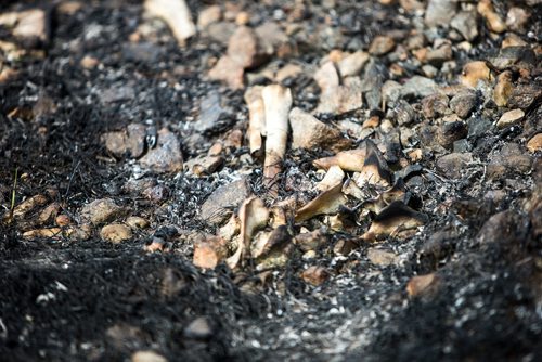 MIKAELA MACKENZIE / WINNIPEG FREE PRESS
Burnt grass and bones by the CN tracks along Wilkes Avenue in Winnipeg on Tuesday, May 8, 2018. 
Mikaela MacKenzie / Winnipeg Free Press 2018.