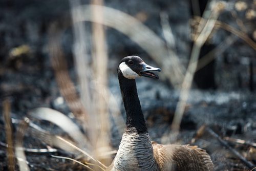 MIKAELA MACKENZIE / WINNIPEG FREE PRESS
A Canadian goose defends its nest, which is right in the middle of a burned area by the CN tracks along Wilkes Avenue in Winnipeg on Tuesday, May 8, 2018. 
Mikaela MacKenzie / Winnipeg Free Press 2018.