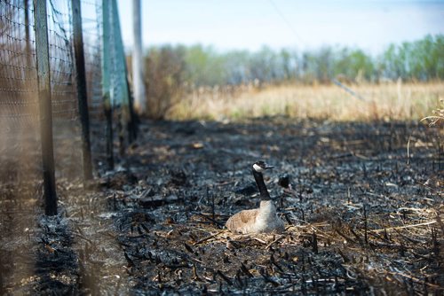MIKAELA MACKENZIE / WINNIPEG FREE PRESS
A Canadian goose sits on its nest, which is right in the middle of a burned area by the CN tracks along Wilkes Avenue in Winnipeg on Tuesday, May 8, 2018. 
Mikaela MacKenzie / Winnipeg Free Press 2018.