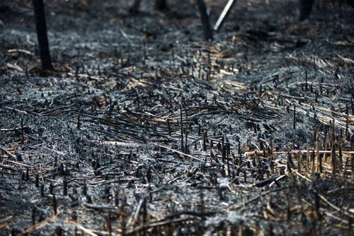 MIKAELA MACKENZIE / WINNIPEG FREE PRESS
Grass fires in Winnipeg on Tuesday, May 8, 2018. 
Mikaela MacKenzie / Winnipeg Free Press 2018.