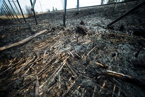 MIKAELA MACKENZIE / WINNIPEG FREE PRESS
Burnt swampy area by the CN tracks along Wilkes Avenue in Winnipeg on Tuesday, May 8, 2018. 
Mikaela MacKenzie / Winnipeg Free Press 2018.