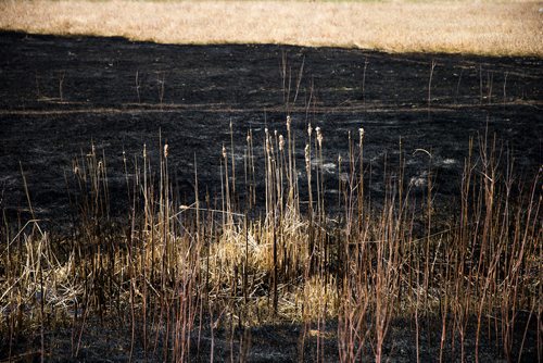 MIKAELA MACKENZIE / WINNIPEG FREE PRESS
The sooty mark of a grass fire around the perimeter highway and Roblin Boulevard in Winnipeg on Tuesday, May 8, 2018. Community members say neighbourhood kids lit a bike on fire, and the fire rapidly spread.
Mikaela MacKenzie / Winnipeg Free Press 2018.