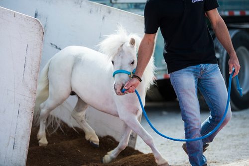 MIKAELA MACKENZIE / WINNIPEG FREE PRESS
Cavalia's smallest horse makes its "red carpet" appearance at the big top in Winnipeg on Tuesday, May 8, 2018. 
Mikaela MacKenzie / Winnipeg Free Press 2018.