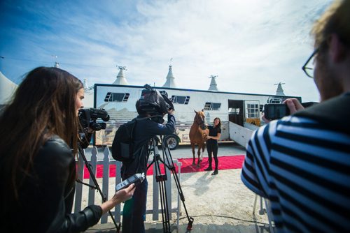 MIKAELA MACKENZIE / WINNIPEG FREE PRESS
Cavalia's horses make their "red carpet" appearance at the big top in Winnipeg on Tuesday, May 8, 2018. 
Mikaela MacKenzie / Winnipeg Free Press 2018.