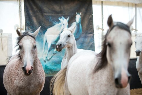 MIKAELA MACKENZIE / WINNIPEG FREE PRESS
Cavalia's Arabian horses do liberty training (where no ropes or harnesses are used) in Winnipeg on Tuesday, May 8, 2018. 
Mikaela MacKenzie / Winnipeg Free Press 2018.