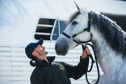 MIKAELA MACKENZIE / WINNIPEG FREE PRESS
Cavalia's Pinsapo makes his "red carpet" appearance with handler Batraz Tsokolav at the big top in Winnipeg on Tuesday, May 8, 2018. 
Mikaela MacKenzie / Winnipeg Free Press 2018.