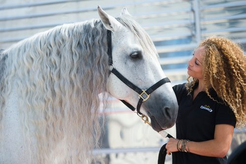 MIKAELA MACKENZIE / WINNIPEG FREE PRESS
Gavilan makes his "red carpet" appearance with handler Elodie Nonis at the big top in Winnipeg on Tuesday, May 8, 2018. 
Mikaela MacKenzie / Winnipeg Free Press 2018.