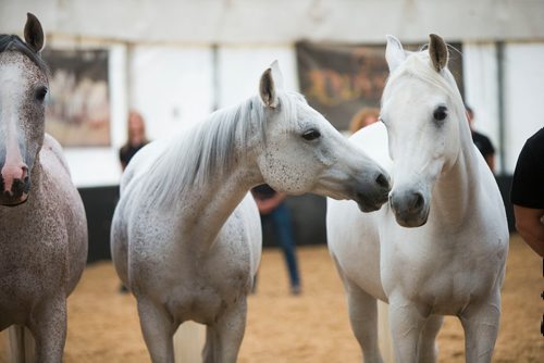 MIKAELA MACKENZIE / WINNIPEG FREE PRESS
Cavalia's Arabian horses do liberty training (where no ropes or harnesses are used) in Winnipeg on Tuesday, May 8, 2018. 
Mikaela MacKenzie / Winnipeg Free Press 2018.