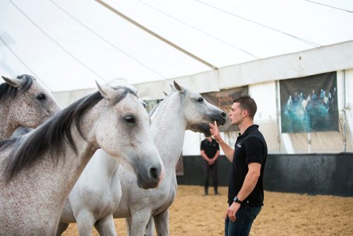 MIKAELA MACKENZIE / WINNIPEG FREE PRESS
Cavalia's Arabian horses do liberty training (where no ropes or harnesses are used) with equestrian director Mathieu Bianchi in Winnipeg on Tuesday, May 8, 2018. 
Mikaela MacKenzie / Winnipeg Free Press 2018.