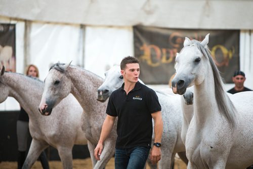 MIKAELA MACKENZIE / WINNIPEG FREE PRESS
Cavalia's Arabian horses do liberty training (where no ropes or harnesses are used) with equestrian director Mathieu Bianchi in Winnipeg on Tuesday, May 8, 2018. 
Mikaela MacKenzie / Winnipeg Free Press 2018.