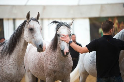 MIKAELA MACKENZIE / WINNIPEG FREE PRESS
Cavalia's Arabian horses do liberty training (where no ropes or harnesses are used) with equestrian director Mathieu Bianchi in Winnipeg on Tuesday, May 8, 2018. 
Mikaela MacKenzie / Winnipeg Free Press 2018.