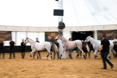 MIKAELA MACKENZIE / WINNIPEG FREE PRESS
Cavalia's Arabian horses do liberty training (where no ropes or harnesses are used) with equestrian director Mathieu Bianchi in Winnipeg on Tuesday, May 8, 2018. 
Mikaela MacKenzie / Winnipeg Free Press 2018.