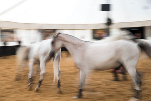 MIKAELA MACKENZIE / WINNIPEG FREE PRESS
Cavalia's Arabian horses do liberty training (where no ropes or harnesses are used) in Winnipeg on Tuesday, May 8, 2018. 
Mikaela MacKenzie / Winnipeg Free Press 2018.