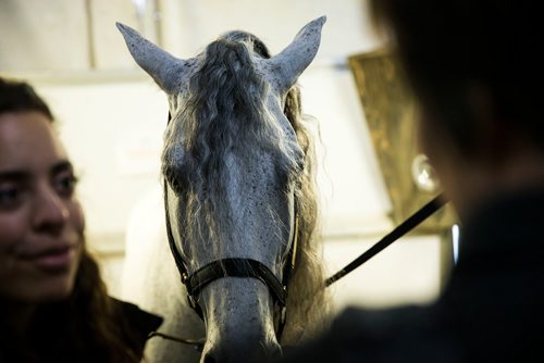 MIKAELA MACKENZIE / WINNIPEG FREE PRESS
Cavalia's horses are groomed at grooming stations in the stable in Winnipeg on Tuesday, May 8, 2018. 
Mikaela MacKenzie / Winnipeg Free Press 2018.