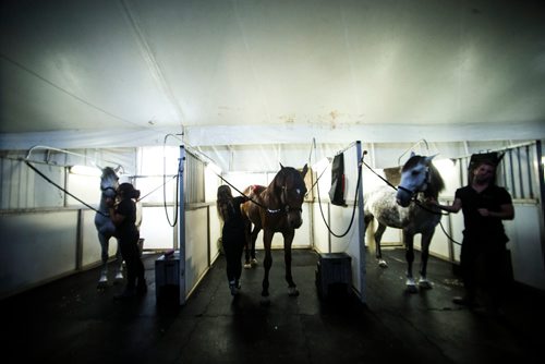 MIKAELA MACKENZIE / WINNIPEG FREE PRESS
Cavalia's horses are groomed at grooming stations in the stable in Winnipeg on Tuesday, May 8, 2018. 
Mikaela MacKenzie / Winnipeg Free Press 2018.