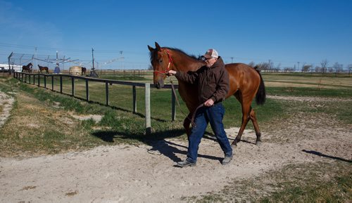 MIKE DEAL / WINNIPEG FREE PRESS
Trainer Murray Duncan with Plentiful the winner of the 2017 Manitoba Derby at Assiniboia Downs Thursday morning.
180510 - Thursday, May 10, 2018.