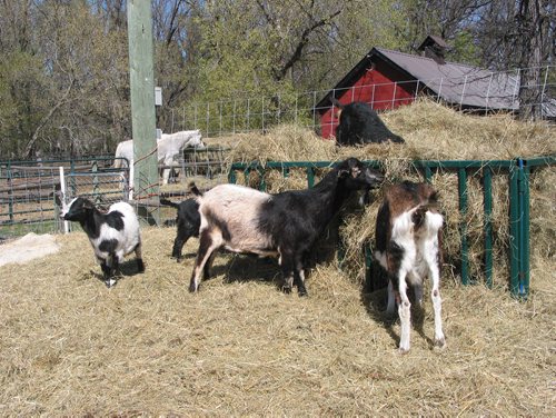 Canstar Community News May 9, 2018 - Some of the animals at Six Pines Petting Farm in the RM of Rosser. (ANDREA GEARY/CANSTAR COMMUNITY NEWS)