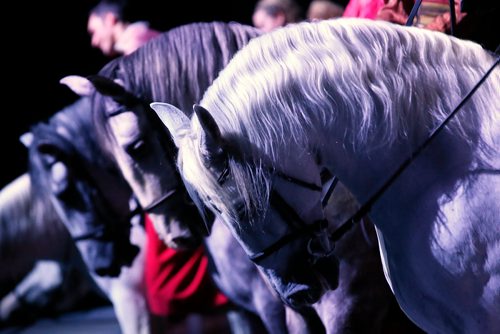 JOHN WOODS / WINNIPEG FREE PRESS
Performers entertain at the Cavalia Odysseo Tuesday, May 15, 2018.