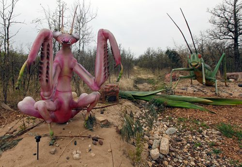 PHIL HOSSACK / WINNIPEG FREE PRESS - Extreme Bugs- decorate the landscape at the Assiniboine Park Zoo Thursday, laying in wait for their official opening Friday. Here an Orchid Mantis (left) and a Red Eyed Devil Katydid. - MAY 17, 2018.