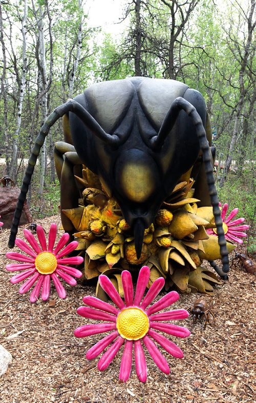 PHIL HOSSACK / WINNIPEG FREE PRESS - Extreme Bugs- decorate the landscape at the Assiniboine Park Zoo Thursday, laying in wait for their official opening Friday. Here aEuopean Honey Bee. - MAY 17, 2018.