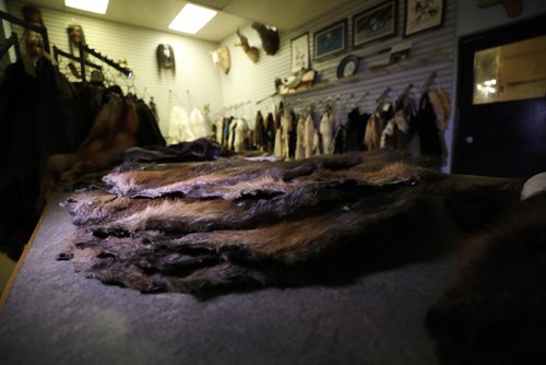 RUTH BONNEVILLE / WINNIPEG FREE PRESS

49.8 Nonsuch piece

Matthew Stepian with International Fur Dressers, is responsible for  dressing all the beaver pelts for the Nonsuch boat. 

Photo of undressed or unfinished beaver pelts on table with many other furs in showroom in background. 


JILL WILSON | REPORTER / EDITOR


May 18,  2018
