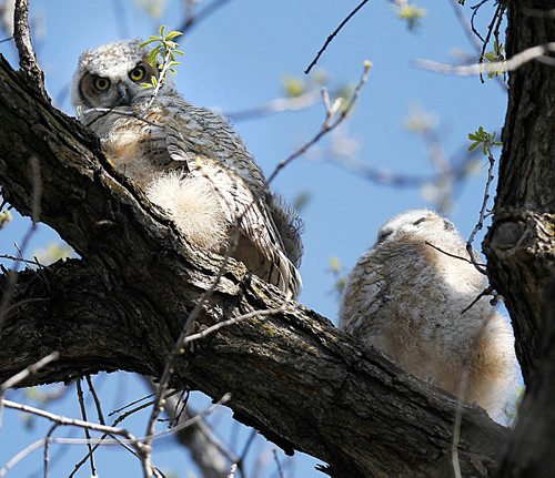 PHIL HOSSACK / WINNIPEG FREE PRESS - Dressed in their juveniele white down for the whiteout,  a pair of Great Horned Owl chicks(?) peer down at bystanders and a photographer in St Vital Park Monday morning. They seemed to enjoy the great Long Weekend weather as much as everyone else.  - MAY 21, 2018.