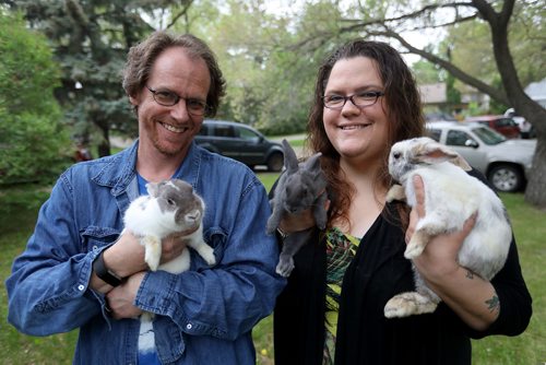 TREVOR HAGAN / WINNIPEG FREE PRESS
Jeff and Cindy Hildebrand, with rabbits, Alice, Mary Hoppins and Cinnabun, Sunday, May 27, 2018.