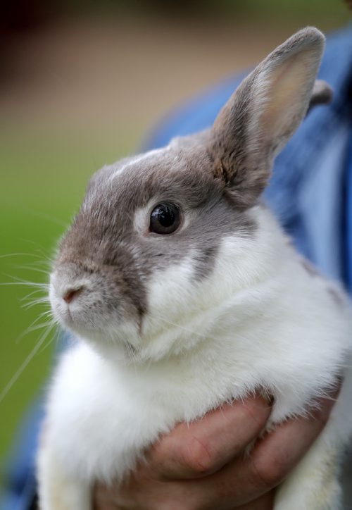 TREVOR HAGAN / WINNIPEG FREE PRESS
Jeff and Cindy Hildebrand rescued Alice the rabbit, Sunday, May 27, 2018.